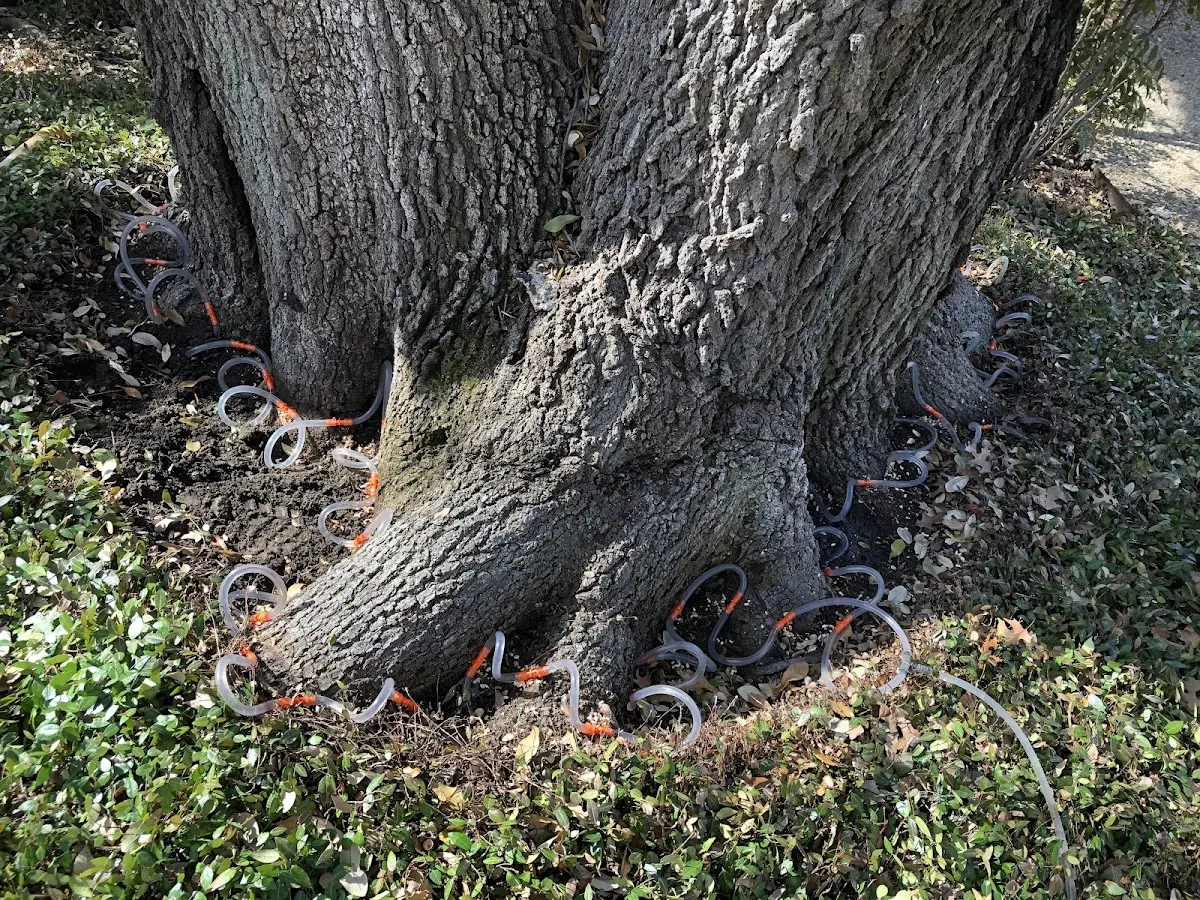 Detailed Tree Cabling and Bracing job site in Corvallis
